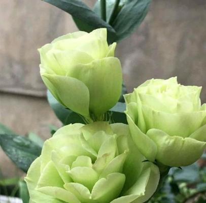 绿色洋桔梗的花语与寓意（探索绿色洋桔梗的神秘意义）