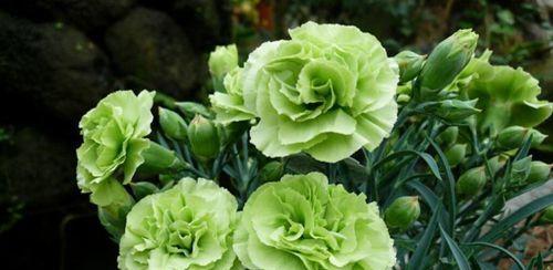 绿色洋桔梗的花语与寓意（探索绿色洋桔梗的神秘意义）