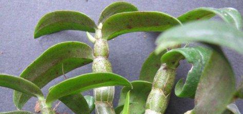 铁皮石斛的生长周期是多长时间？如何正确养护以缩短周期？