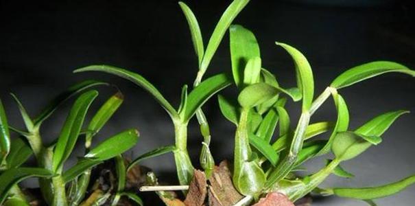 铁皮石斛的生长周期是多长时间?如何正确养护以缩短周期? 铁皮石斛的生长周期是多长时间?如何正确养护以缩短周期?