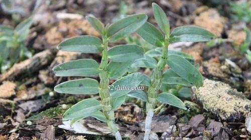 铁皮石斛的生长周期是多长时间?如何正确养护以缩短周期? 铁皮石斛的生长周期是多长时间?如何正确养护以缩短周期?