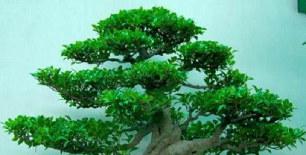 水杉盆景枯萎了怎么办？干枯处理方法有哪些？