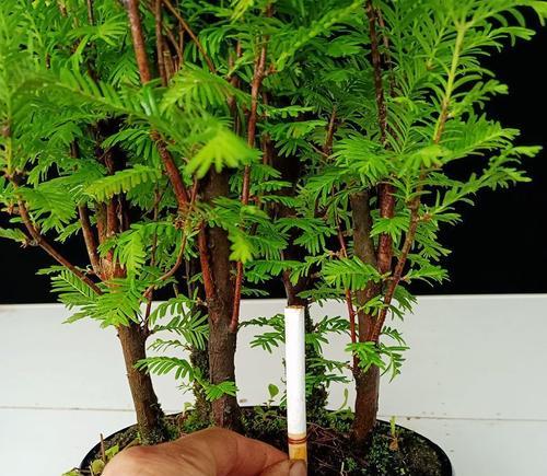 水杉盆景枯萎了怎么办？干枯处理方法有哪些？