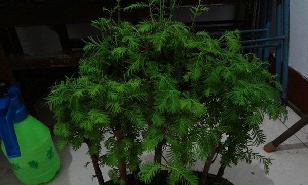 水杉盆景枯萎了怎么办？干枯处理方法有哪些？