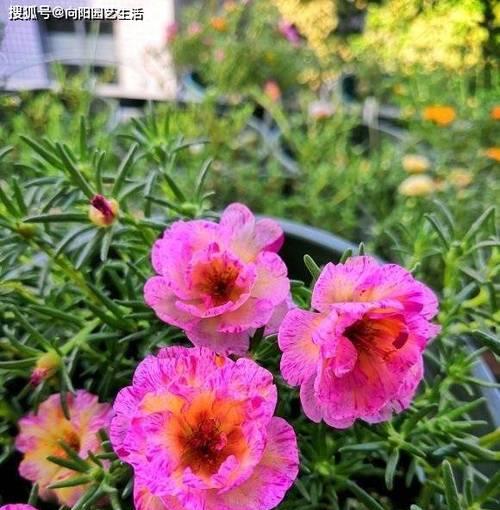 太阳花有几种颜色?分别是什么颜色? 太阳花有几种颜色?分别是什么颜色?