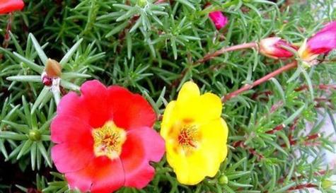 太阳花有几种颜色?分别是什么颜色? 太阳花有几种颜色?分别是什么颜色?