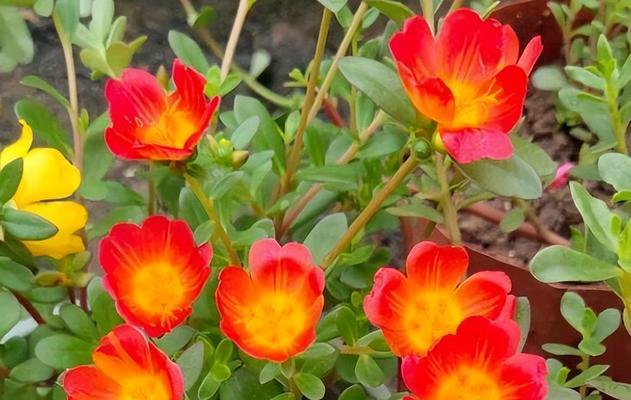 太阳花有几种颜色?分别是什么颜色? 太阳花有几种颜色?分别是什么颜色?