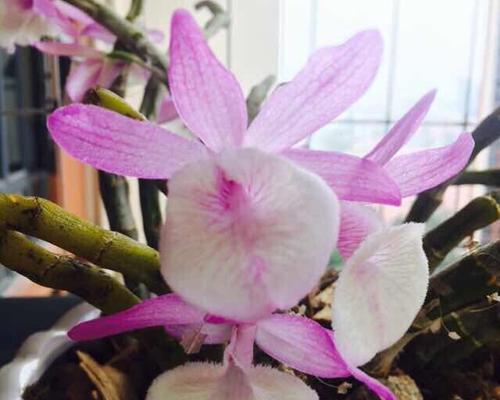 石斛兰的花语是什么?它寓意着什么? 石斛兰的花语是什么?它寓意着什么?