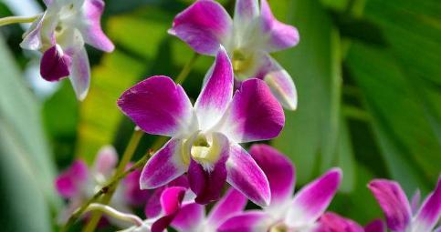 石斛兰的花语是什么?它寓意着什么? 石斛兰的花语是什么?它寓意着什么?