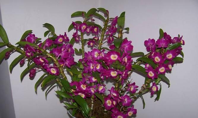 石斛兰的花语是什么?它寓意着什么? 石斛兰的花语是什么?它寓意着什么?