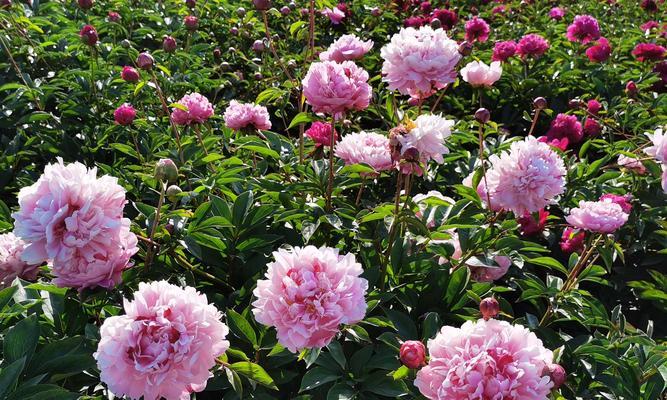 芍药四季开花吗?如何实现四季观赏芍药花?
