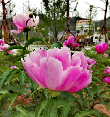 芍药四季开花吗?如何实现四季观赏芍药花? 芍药四季开花吗?如何实现四季观赏芍药花?