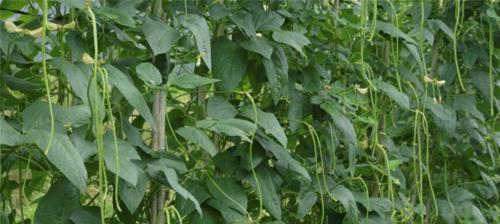 豆角怎么种植？最佳种植时间是什么时候？