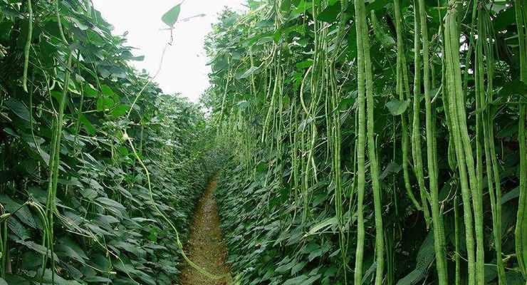 豆角怎么种植？最佳种植时间是什么时候？