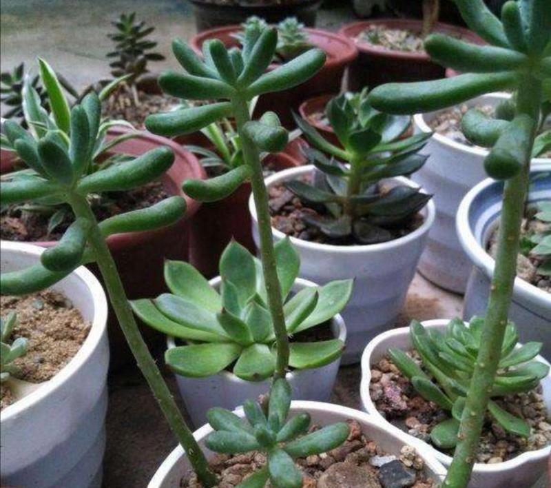 多肉植物如何养成老桩造型？需要多长时间？