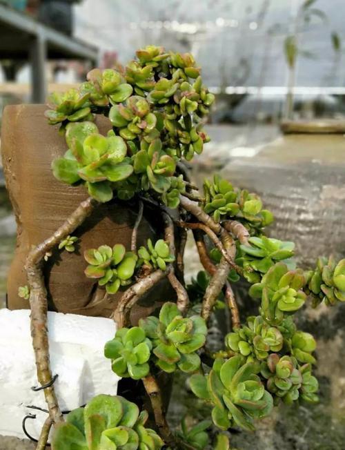 多肉植物如何养成老桩造型？需要多长时间？