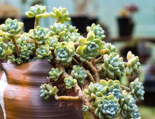 多肉植物如何养成老桩造型？需要多长时间？