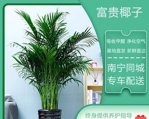 富贵椰子的风水寓意与摆放位置（打造财运旺盛的家居风水）