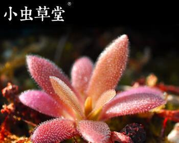 吸毒草长虫子了怎么办?有效防治方法有哪些? 吸毒草长虫子了怎么办?有效防治方法有哪些?