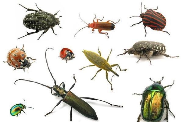 吸毒草长虫子了怎么办?有效防治方法有哪些? 吸毒草长虫子了怎么办?有效防治方法有哪些?