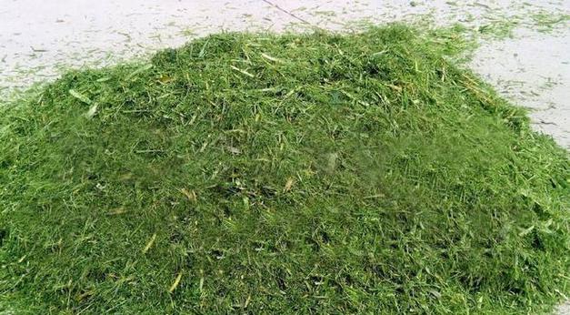 吸毒草长虫子了怎么办?有效防治方法有哪些? 吸毒草长虫子了怎么办?有效防治方法有哪些?