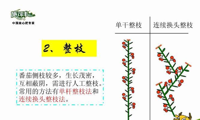 茄子种子催芽方法有哪些?如何进行有效的催芽育苗? 茄子种子催芽方法有哪些?如何进行有效的催芽育苗?