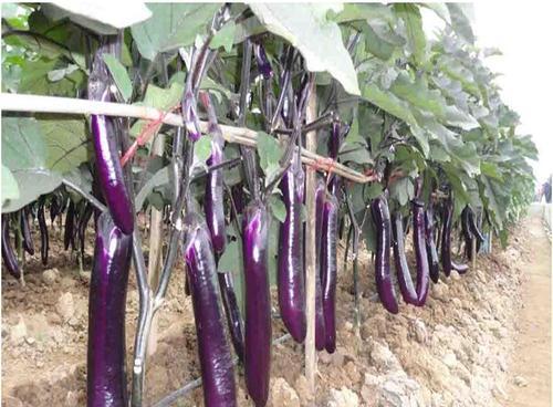 茄子种子催芽方法有哪些?如何进行有效的催芽育苗? 茄子种子催芽方法有哪些?如何进行有效的催芽育苗?