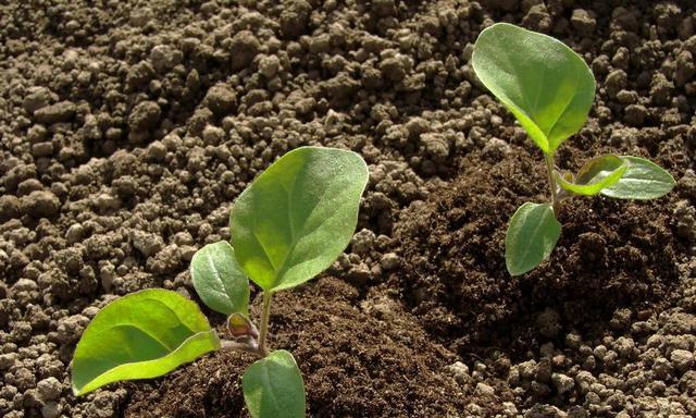 茄子种子催芽方法有哪些?如何进行有效的催芽育苗? 茄子种子催芽方法有哪些?如何进行有效的催芽育苗?