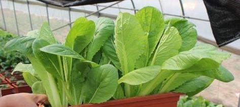 下半年适合种植什么蔬菜?有哪些高效种植技巧?