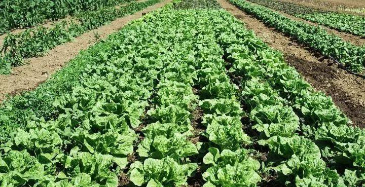 下半年适合种植什么蔬菜?有哪些高效种植技巧? 下半年适合种植什么蔬菜?有哪些高效种植技巧?