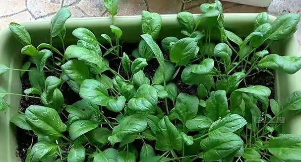 下半年适合种植什么蔬菜?有哪些高效种植技巧? 下半年适合种植什么蔬菜?有哪些高效种植技巧?