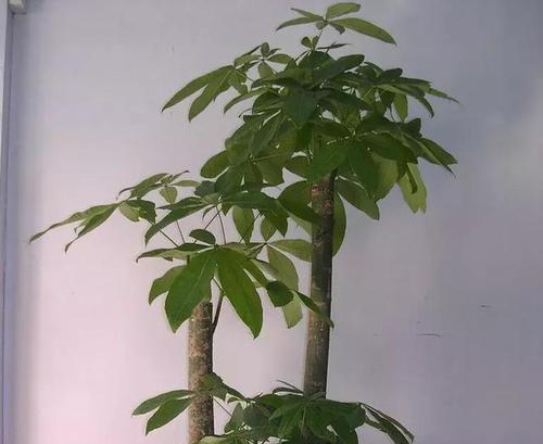 发财树的寓意与风水作用(探索发财树的象征意义与风水效应)