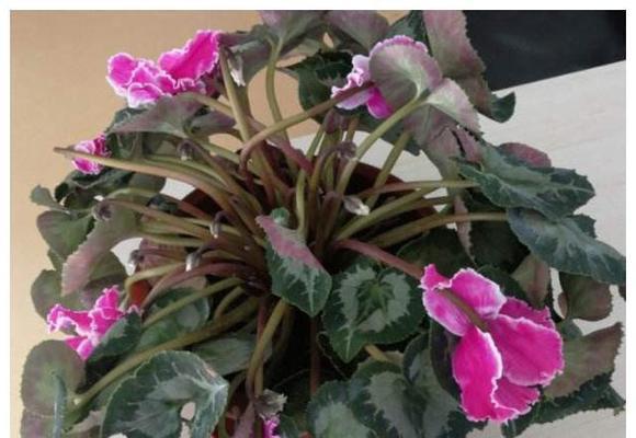 仙客来花期持续多久?如何延长花期?