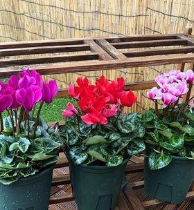 仙客来花期持续多久?如何延长花期? 仙客来花期持续多久?如何延长花期?