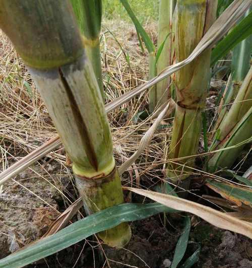 甘蔗寓意与象征意义（甘蔗的生命力与希望——探索甘蔗在文化中的象征意义）