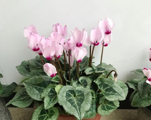 仙客来花期持续多久?如何延长花期? 仙客来花期持续多久?如何延长花期?