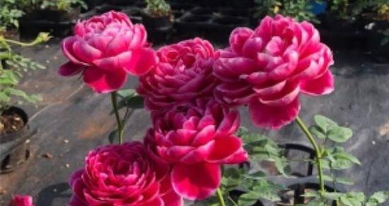 玫瑰花的花期是什么时候?如何延长玫瑰花的花期? 玫瑰花的花期是什么时候?如何延长玫瑰花的花期?