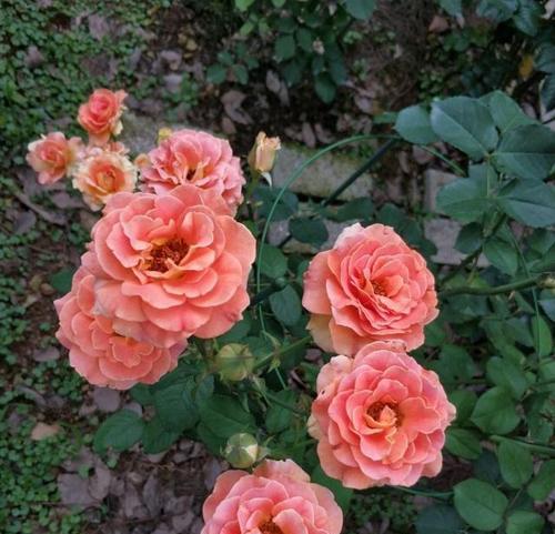 玫瑰花的花期是什么时候?如何延长玫瑰花的花期?