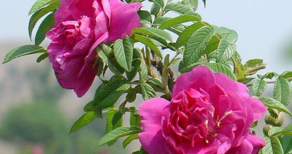 玫瑰花的花期是什么时候?如何延长玫瑰花的花期? 玫瑰花的花期是什么时候?如何延长玫瑰花的花期?