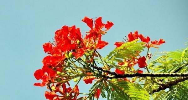 凤凰树（凤凰树的寓意与传承）