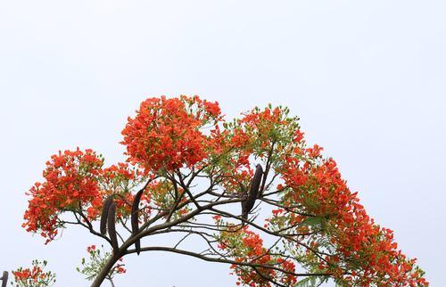 凤凰树(凤凰树的寓意与传承)_花植网