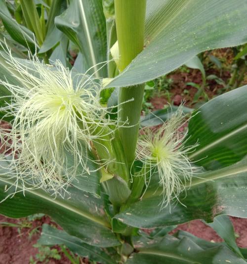 玉米水浇花的好处与注意事项是什么? 玉米水浇花的好处与注意事项是什么?