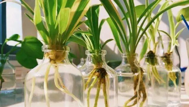 玉米水浇花的好处与注意事项是什么? 玉米水浇花的好处与注意事项是什么?