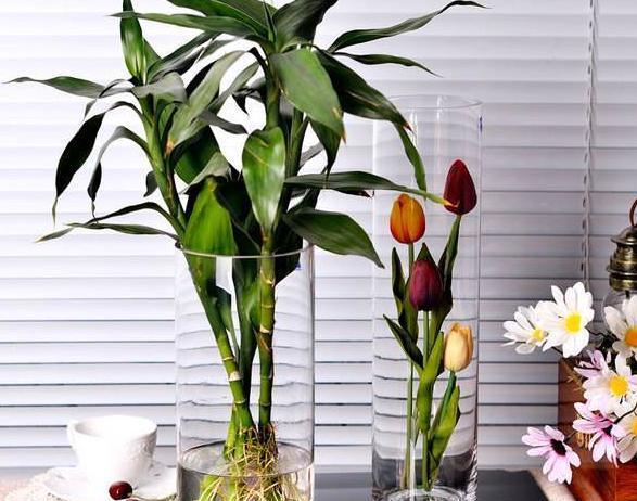 玉米水浇花的好处与注意事项是什么? 玉米水浇花的好处与注意事项是什么?