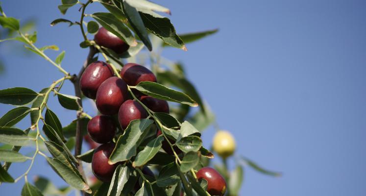 大枣什么时候成熟？如何判断大枣的最佳采摘时间？