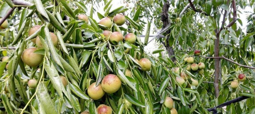 大枣什么时候成熟？如何判断大枣的最佳采摘时间？