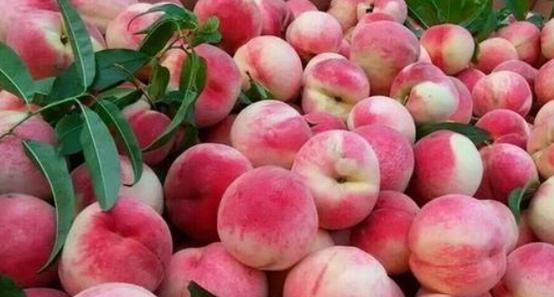 河南桃子什么时候成熟?最佳采摘时间是什么时候?