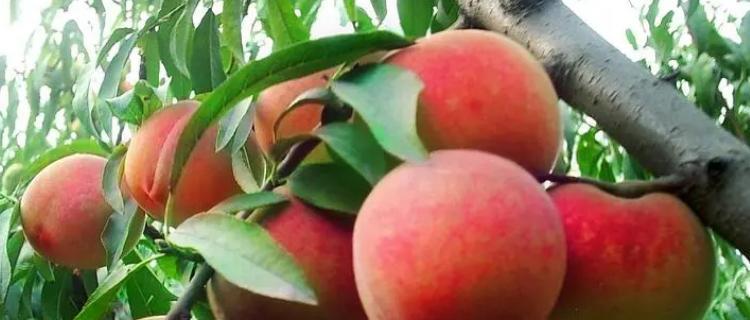 河南桃子什么时候成熟?最佳采摘时间是什么时候? 河南桃子什么时候成熟?最佳采摘时间是什么时候?