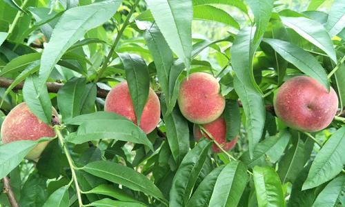 河南桃子什么时候成熟?最佳采摘时间是什么时候? 河南桃子什么时候成熟?最佳采摘时间是什么时候?