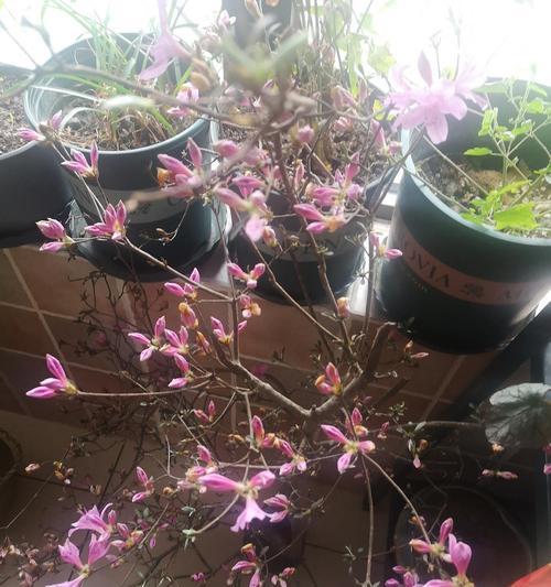 枯枝杜鹃有毒性吗？室内养护需要注意什么？